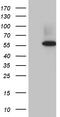 Ring Finger Protein 14 antibody, CF811050, Origene, Western Blot image 