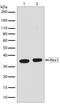 Zinc finger protein 42 antibody, 710190, Invitrogen Antibodies, Western Blot image 