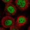 Acylphosphatase-2 antibody, HPA035301, Atlas Antibodies, Immunocytochemistry image 