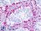 Cholinergic Receptor Muscarinic 4 antibody, LS-B9268, Lifespan Biosciences, Immunohistochemistry paraffin image 