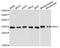 Ribosomal Protein L7 antibody, A5932, ABclonal Technology, Western Blot image 