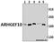 Rho Guanine Nucleotide Exchange Factor 10 antibody, A06958-1, Boster Biological Technology, Western Blot image 