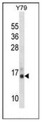 Profilin 2 antibody, AP53264PU-N, Origene, Western Blot image 