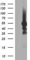 Tubulin Beta 1 Class VI antibody, TA506622S, Origene, Western Blot image 