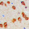 KDEL Endoplasmic Reticulum Protein Retention Receptor 2 antibody, LS-C358788, Lifespan Biosciences, Immunohistochemistry frozen image 