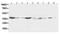 Hematopoietically-expressed homeobox protein HHEX antibody, PA1326, Boster Biological Technology, Western Blot image 