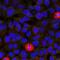POU Class 5 Homeobox 1 antibody, orb11185, Biorbyt, Immunofluorescence image 