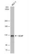 SREBF Chaperone antibody, NBP2-15127, Novus Biologicals, Western Blot image 