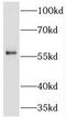 F-box-like/WD repeat-containing protein TBL1X antibody, FNab08522, FineTest, Western Blot image 