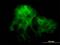 Protocadherin-1 antibody, H00005097-M01, Novus Biologicals, Immunocytochemistry image 