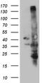 U6 snRNA phosphodiesterase antibody, CF811328, Origene, Western Blot image 