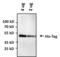 His tag antibody, PA1-983B-HRP, Invitrogen Antibodies, Western Blot image 