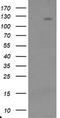 Ubiquitin Specific Peptidase 36 antibody, CF800096, Origene, Western Blot image 