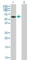Zinc Finger Protein 490 antibody, H00057474-B01P, Novus Biologicals, Western Blot image 