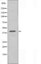Sphingosine 1-phosphate receptor 3 antibody, orb227376, Biorbyt, Western Blot image 