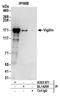 HDLBP antibody, A303-971A, Bethyl Labs, Immunoprecipitation image 