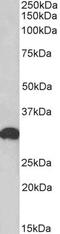 EMB antibody, PA5-37884, Invitrogen Antibodies, Western Blot image 