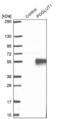 Protein O-Glucosyltransferase 1 antibody, NBP2-68633, Novus Biologicals, Western Blot image 