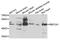 RNA binding protein fox-1 homolog 1 antibody, STJ110121, St John