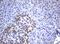 Neuraminidase 1 antibody, MA5-26508, Invitrogen Antibodies, Immunohistochemistry frozen image 