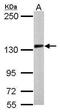 Protocadherin-10 antibody, PA5-31043, Invitrogen Antibodies, Western Blot image 