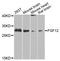Fibroblast Growth Factor 12 antibody, STJ23653, St John