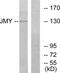 Junction Mediating And Regulatory Protein, P53 Cofactor antibody, PA5-38513, Invitrogen Antibodies, Western Blot image 