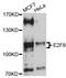 E2F Transcription Factor 8 antibody, LS-C331285, Lifespan Biosciences, Western Blot image 