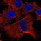 Plasminogen Like B2 antibody, HPA053770, Atlas Antibodies, Immunofluorescence image 