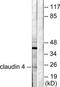 CLDN4 antibody, TA313674, Origene, Western Blot image 