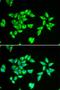 Peptidyl-TRNA Hydrolase 2 antibody, LS-C334739, Lifespan Biosciences, Immunofluorescence image 