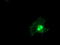 LSM1 Homolog, MRNA Degradation Associated antibody, LS-C173080, Lifespan Biosciences, Immunofluorescence image 