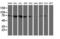 Complement C1s subcomponent antibody, LS-B12071, Lifespan Biosciences, Western Blot image 