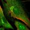 Dynamin Binding Protein antibody, HPA058216, Atlas Antibodies, Immunofluorescence image 