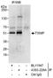 Thioredoxin Interacting Protein antibody, A303-229A, Bethyl Labs, Immunoprecipitation image 