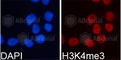 Histone Cluster 3 H3 antibody, A2357, ABclonal Technology, Immunofluorescence image 