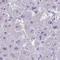 BCL6B Transcription Repressor antibody, HPA059147, Atlas Antibodies, Immunohistochemistry frozen image 