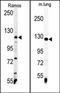 Vinculin antibody, AP14071PU-N, Origene, Western Blot image 