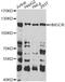 3-Hydroxy-3-Methylglutaryl-CoA Reductase antibody, LS-C748368, Lifespan Biosciences, Western Blot image 