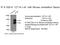 Zinc Finger And BTB Domain Containing 18 antibody, 12714-1-AP, Proteintech Group, Immunoprecipitation image 
