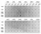 Histone Cluster 3 H3 antibody, GTX33906, GeneTex, Dot Blot image 