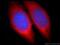 Mitochondrial Calcium Uptake 2 antibody, 20859-1-AP, Proteintech Group, Immunofluorescence image 
