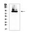 Coagulation Factor II, Thrombin antibody, A00044, Boster Biological Technology, Western Blot image 