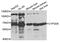 Cytochrome P450 Family 2 Subfamily D Member 6 antibody, abx135715, Abbexa, Western Blot image 