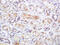 Mitochondrial dicarboxylate carrier antibody, GTX51583, GeneTex, Immunohistochemistry paraffin image 
