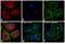 Rabbit IgG antibody, 35561, Invitrogen Antibodies, Immunofluorescence image 