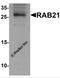 RAB21, Member RAS Oncogene Family antibody, 6927, ProSci, Western Blot image 