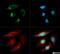 Derlin 1 antibody, NB100-448, Novus Biologicals, Immunocytochemistry image 