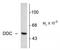 Dopa Decarboxylase antibody, TA309108, Origene, Western Blot image 