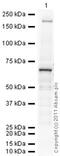 Protein Inhibitor Of Activated STAT 1 antibody, ab32219, Abcam, Western Blot image 